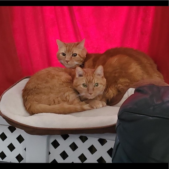 Meet your Posher, Otto - Picture 10 of 16